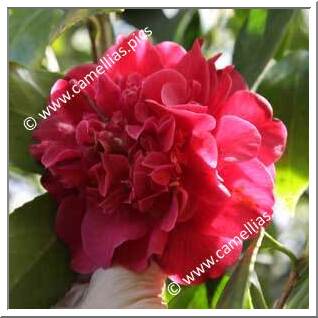 Camellia Japonica 'Aaron's Ruby'