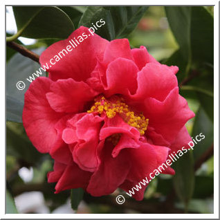 Camellia Hybrid C.reticulata  'Abbé Berlèse'