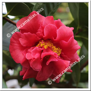 Camellia Hybride C.reticulata 'Abbé Berlèse'