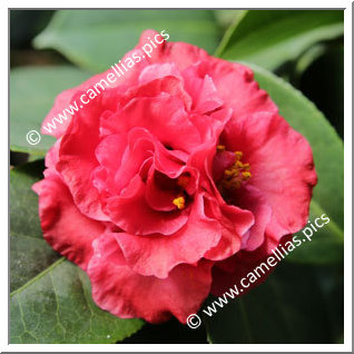 Camellia Hybrid C.reticulata  'Abbé Berlèse'