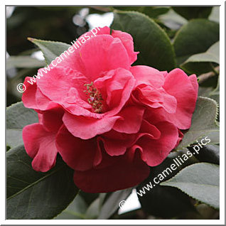 Camellia Hybride C.reticulata 'Abbé Berlèse'