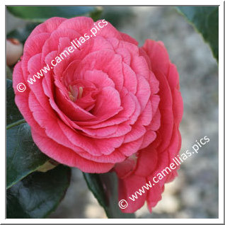 Camellia Japonica 'Abbé de Beaumont'