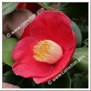 Camellia Japonica 'Acadie'