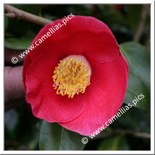 Camellia Japonica 'Acadie'