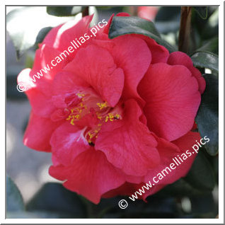 Camellia Japonica 'Ace of Hearts'