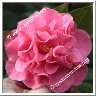 Camellia Hybride 'Ack-Scent'