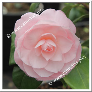 Camellia Japonica 'ACS Jubilee'