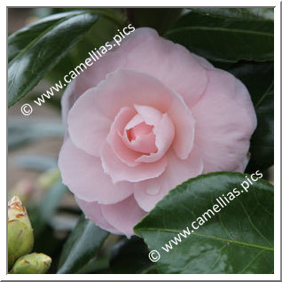 Camellia Japonica 'ACS Jubilee'