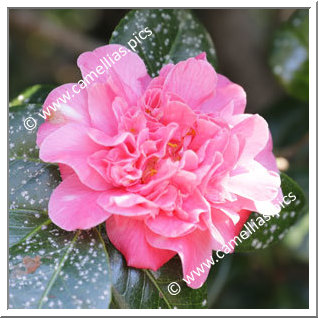 Camellia Japonica 'Adamastor'