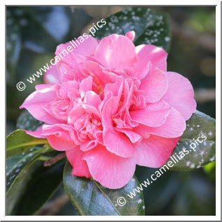 Camellia Japonica 'Adamastor'