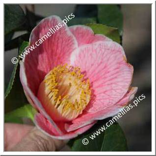 Camellia Japonica 'Adelina Patti'