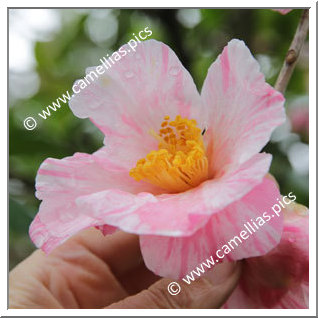 Camellia Sasanqua 'Adesugata (Kansai)'