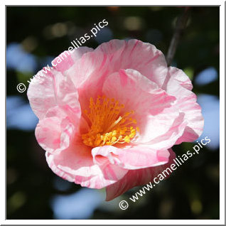 Camellia Sasanqua 'Adesugata (Kansai)'