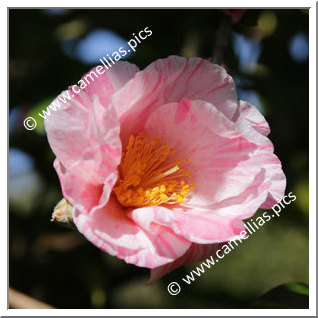 Camellia Sasanqua 'Adesugata (Kansai)'