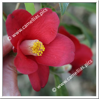 Camellia Japonica 'Adeyaka'