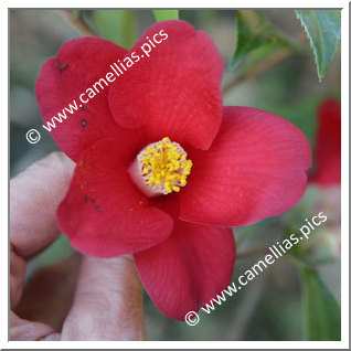 Camellia Japonica 'Adeyaka'