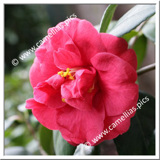 Camellia Japonica 'Adolphe Audusson'