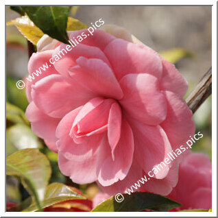 Camellia Japonica 'Adorabile'