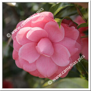 Camellia Japonica 'Adorabile'