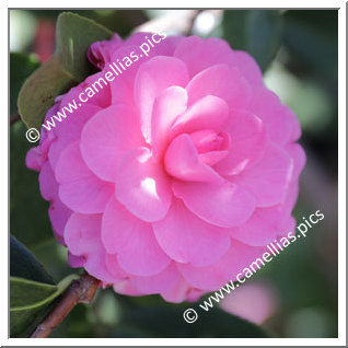 Camellia Hybrid 'Adorable'