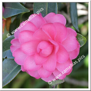 Camellia Hybrid 'Adorable'