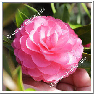 Camellia Hybride 'Adorable'