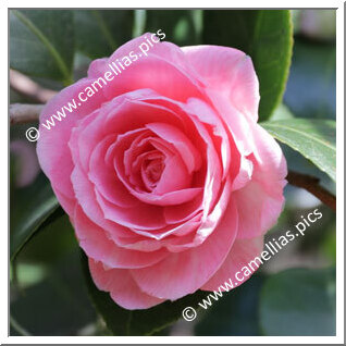 Camellia Japonica 'Adrien Lebrun'