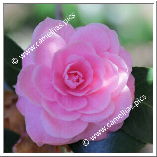 Camellia Japonica 'Adrien Lebrun'