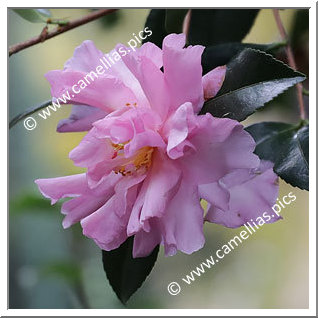 Camellia Sasanqua 'Agnes O. Solomon'