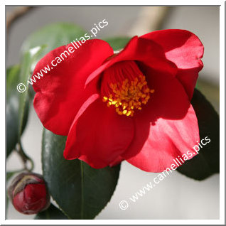 Camellia Japonica 'Aitonia'