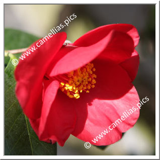 Camellia Japonica 'Aitonia'