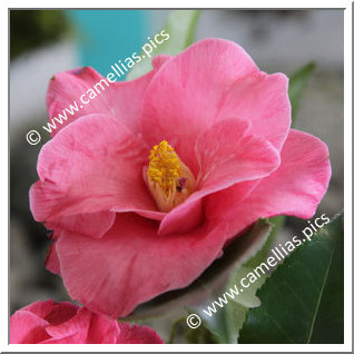 Camellia Japonica 'Aitonia (Magnolia)'