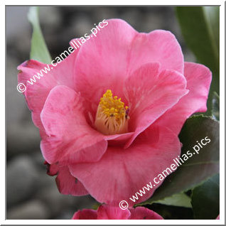 Camellia Japonica 'Aitonia (Magnolia)'