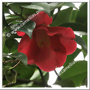 Camellia Japonica 'Aka-hatsu-arashi'