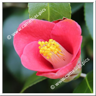 Camellia Japonica 'Fudayama-aka-yabu B'