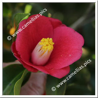 Camellia Japonica 'Akadera'