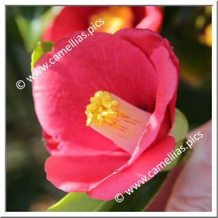 Camellia Japonica 'Akadera'