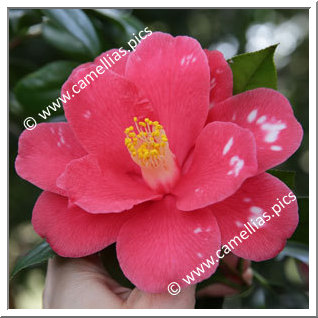 Camellia Japonica 'Akaharu-no-utena'