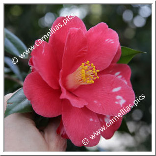 Camellia Japonica 'Akaharu-no-utena'