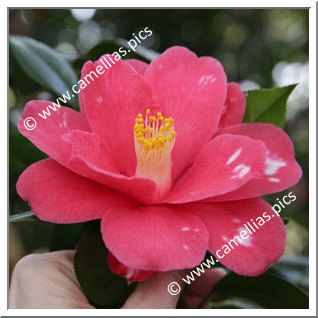 Camellia Japonica 'Akaharu-no-utena'