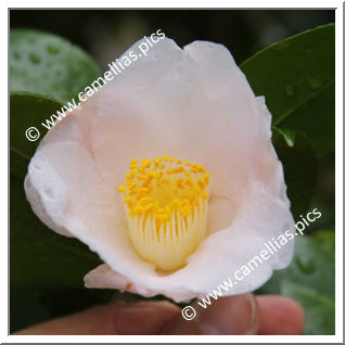 Camellia Japonica 'Akatsuki'