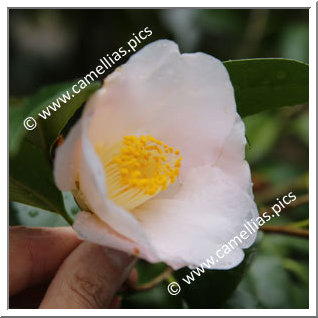 Camellia Japonica 'Akatsuki'