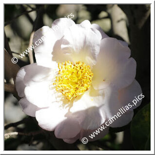 Camellia Higo Camellias 'Akatsuki-no-kaori'