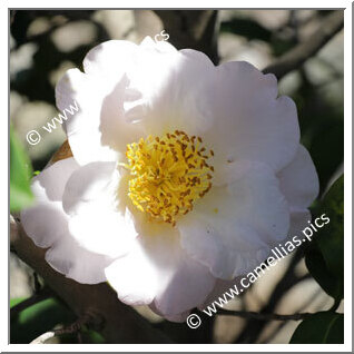 Camellia Higo Camellias 'Akatsuki-no-kaori'