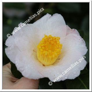 Camellia Japonica 'Akebono (Dawn)'