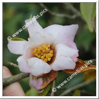 Camellia Hybrid 'Aki-no-shirabe'