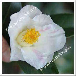 Camellia Japonica 'Aki-no-yama'