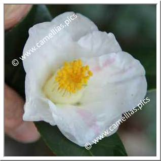 Camellia Japonica 'Aki-no-yama'
