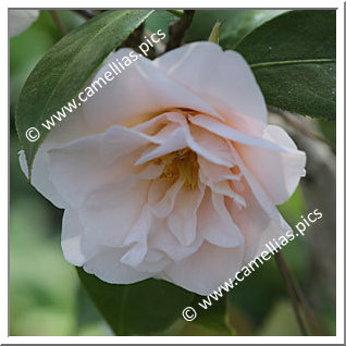 Camellia Japonica 'Akita'