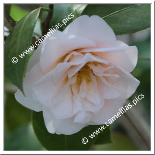 Camellia Japonica 'Akita'